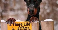 I need this sign in rottie version